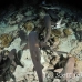 shark_whitetip_reef_mancg_ci_h_0208_cos0998.jpg